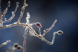 Winter nature in detail, hoarfrost with rose hips Winter nature in detail, hoarfrost with rose hips